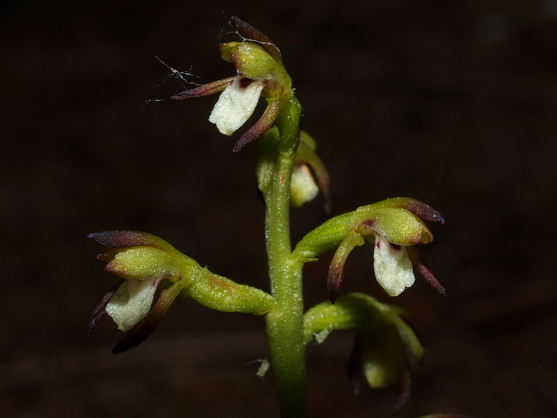 Sito a rischio 1 - Corallorhiza trifida